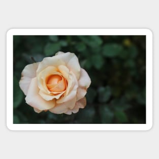 White rose blossom with bright yellow center Magnet